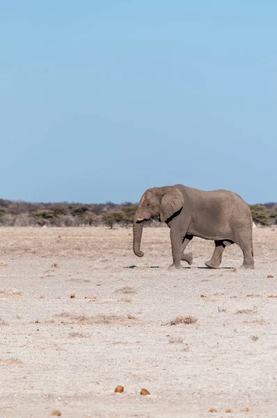 Un éléphant mâle solitaire marchant dans les plaines du parc national d'Etosha — Photo