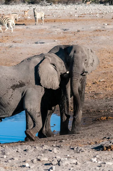 Due elefanti maschi che combattono tra loro — Foto Stock