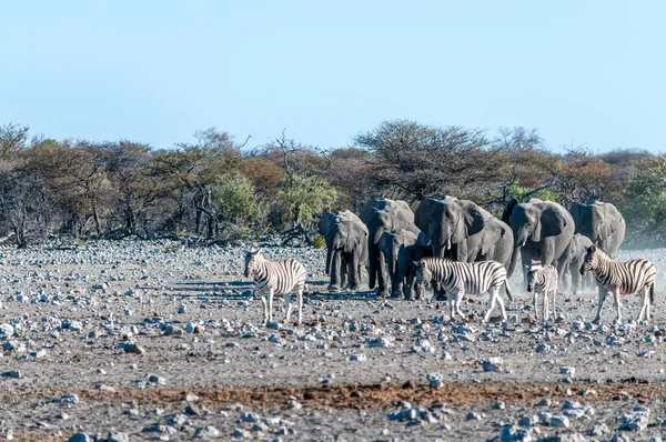 Una manada de elefantes africanos acercándose a un pozo de agua en Etosha —  Fotos de Stock