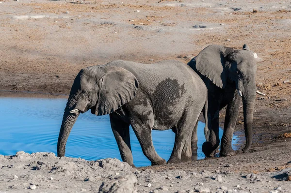 Twee mannelijke olifanten drinken uit een Waterhole. — Stockfoto