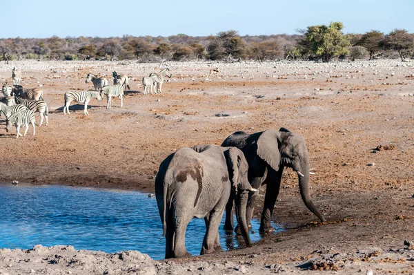 Due elefanti maschi che combattono tra loro — Foto Stock