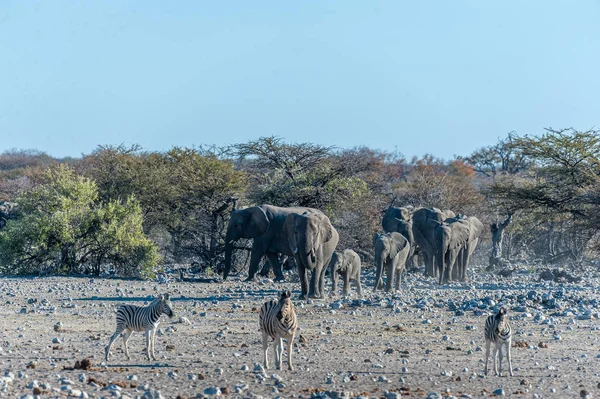 En flock afrikanska elefanter närmar sig ett vattenhål i Etosha. — Stockfoto