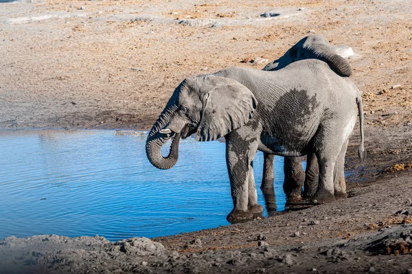 물 구멍에서 마시는 두 마리의 수컷 코끼리. — 스톡 사진