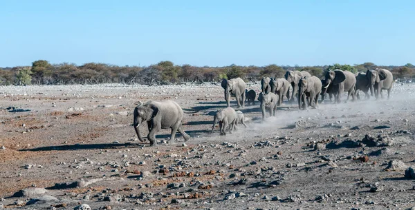 Uma manada de elefantes africanos se aproximando de um buraco de água em Etosha — Fotografia de Stock