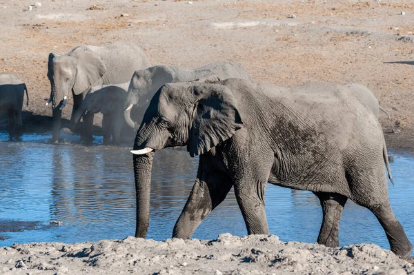 Ein großer afrikanischer Elefant, der vor einem Wasserloch läuft — Stockfoto