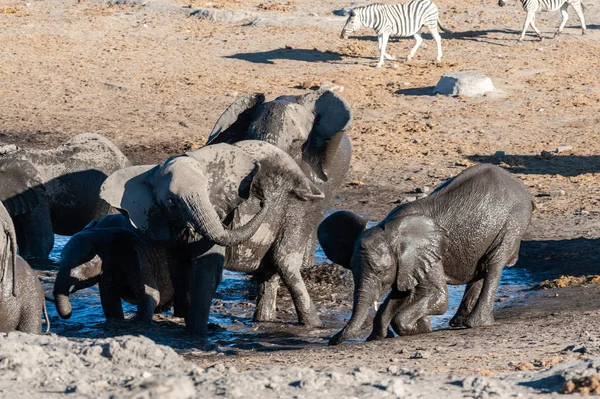 水飲み場で飲むゾウの大群のクローズアップ — ストック写真