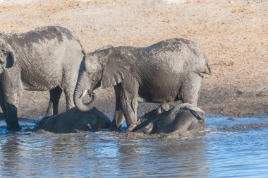 Afrika filleri bir su birikintisinin içme