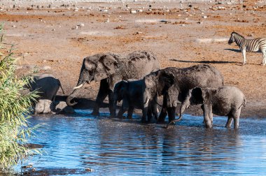Afrika filleri bir su birikintisinin içme