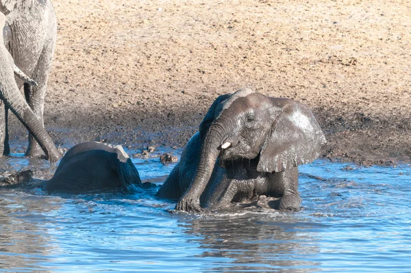 A young African Elephant Bathing in a waterhole — Stock Photo, Image