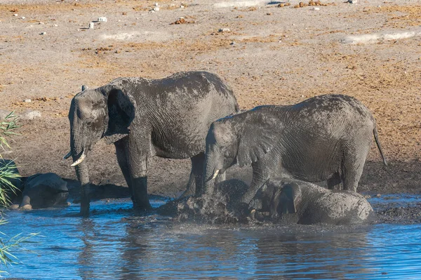 아프리카 코끼리에 흠뻑 빠지거나 음주 — 스톡 사진