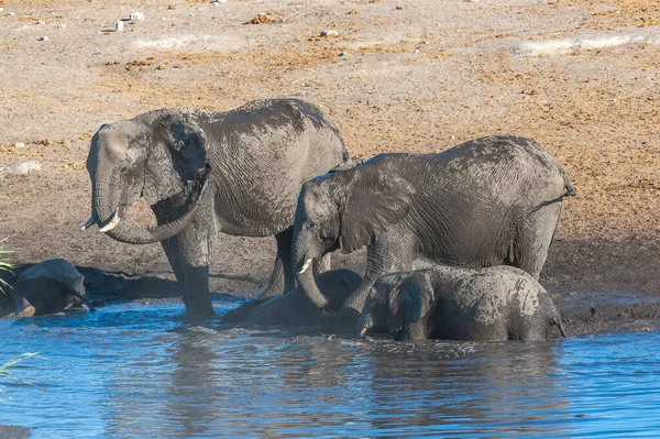 आफ्रिकन हत्ती एका वॉटरहोलमध्ये पिण्याचे — स्टॉक फोटो, इमेज