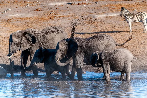 Elefantes africanos bebiendo en un pozo de agua —  Fotos de Stock