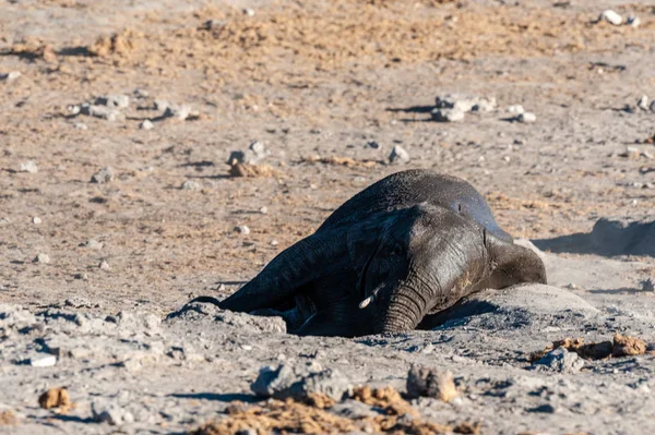 Africký slon se valí do hlíny. — Stock fotografie