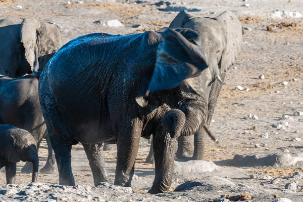 Primer plano de una manada de elefantes africanos bañándose y bebiendo en un pozo de agua — Foto de Stock