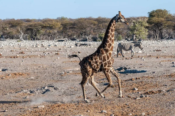 Zsiráf az Etosha nemzeti parkban — Stock Fotó