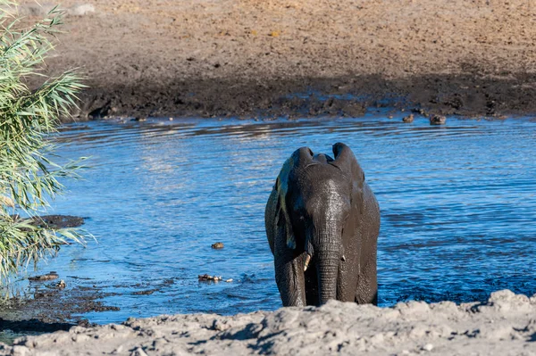 Um elefante africano emergindo de um buraco na água — Fotografia de Stock