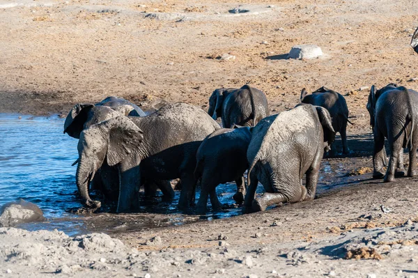 Nahaufnahme einer Herde afrikanischer Elefanten beim Baden und Trinken in einem Wasserloch — Stockfoto