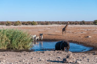 Etosha Ulusal Parkı 'ndaki bir su birikintisinde takılan Afrika Hayvanları