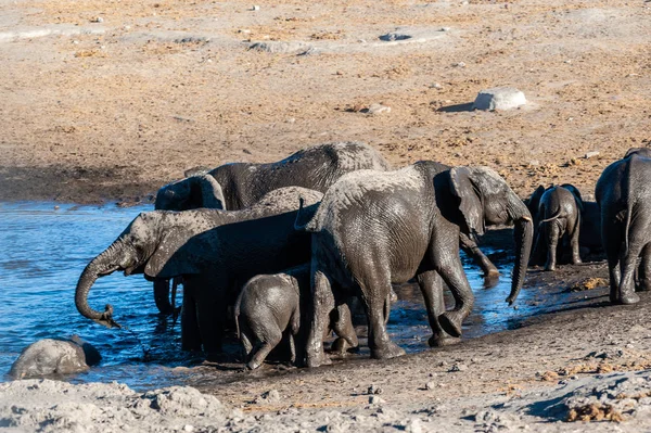一群非洲大象在水洞里洗澡和喝水的特写 — 图库照片