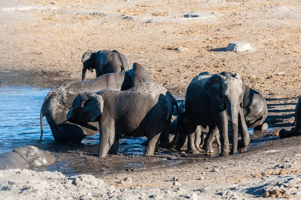 水飲み場でのアフリカゾウの入浴と飲酒の群れクローズアップ — ストック写真