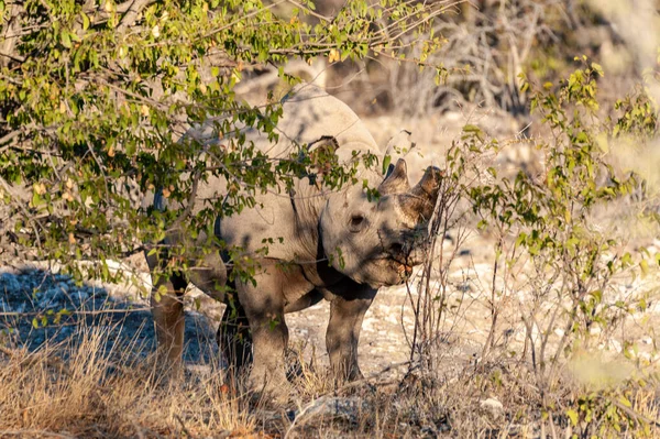 Un rinoceronte negro navegando por los arbustos de Etosha —  Fotos de Stock