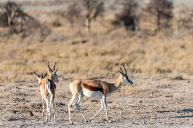 Impalas- Etosha Ulusal Parkı