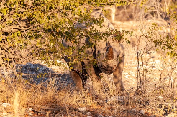 Un rinocer negru Navigând în tufișurile din Etosha — Fotografie, imagine de stoc