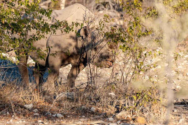 Un rinoceronte negro navegando por los arbustos de Etosha —  Fotos de Stock