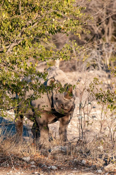 Un rinoceronte nero Navigando tra i cespugli di Etosha — Foto Stock