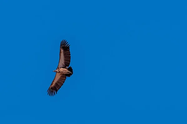 White-headed Vulture in Flight over Etosha — Stock Photo, Image