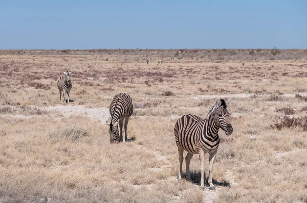 Cebras en el Parque Nacional Etosha . —  Fotos de Stock