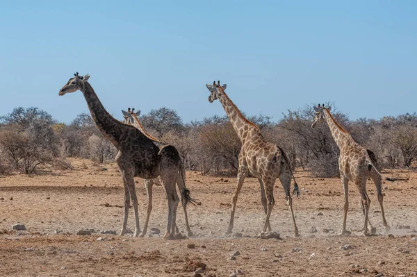 Grupa Żyrafów zbierająca się w pobliżu Waterhole w parku narodowym Etosha. — Zdjęcie stockowe