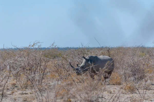 Rinocerontes blancos paseando por las llanuras del Parque Nacional Etosha —  Fotos de Stock