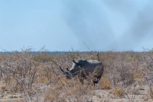 Vita noshörningar bete på slätterna i Etosha National Park — Stockfoto