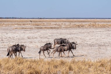 Etosha Milli Parkı ovalarında antilop