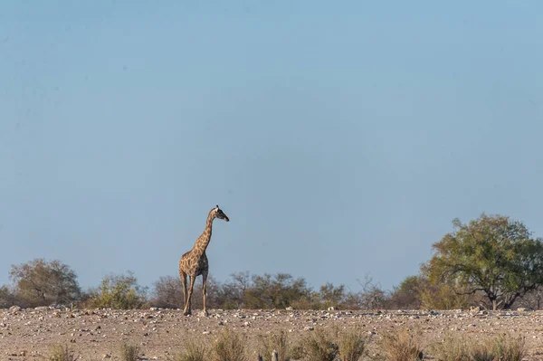 Angolanische Giraffe in der Nähe eines Wasserlochs — Stockfoto