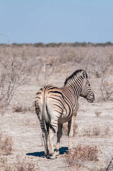 Burchell zebra - Equus quagga burchelli- Etosha ovalarında otluyor — Stok fotoğraf