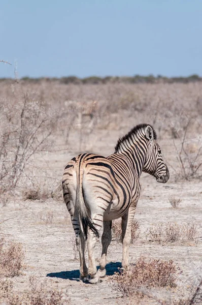 Burchell zebra - Equus quagga burchell- legeltetés az Etosha síkságain — Stock Fotó