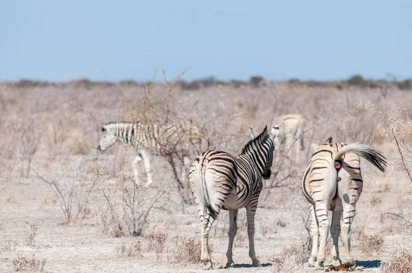 Burchell zebra - Equus quagga burchell- legeltetés az Etosha síkságain — Stock Fotó