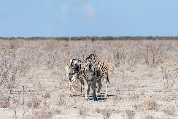 Burchell zebra -Equus quagga burchelli- Wypas na równinach Etosha — Zdjęcie stockowe