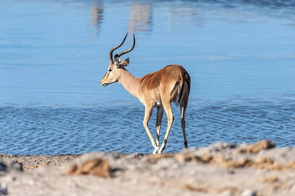 Impalas près d'un trou d'eau — Photo