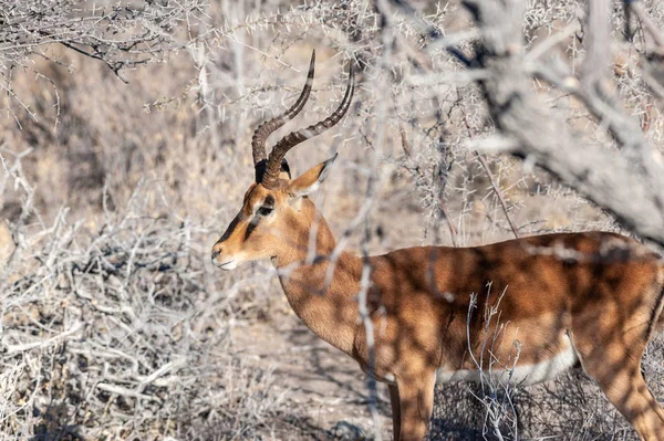 Um impala escondido atrás dos arbustos — Fotografia de Stock