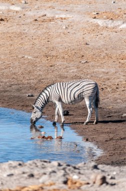 Zebralar etkin Ulusal Parkı.