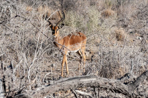 Un impala ascuns în spatele tufișurilor — Fotografie, imagine de stoc