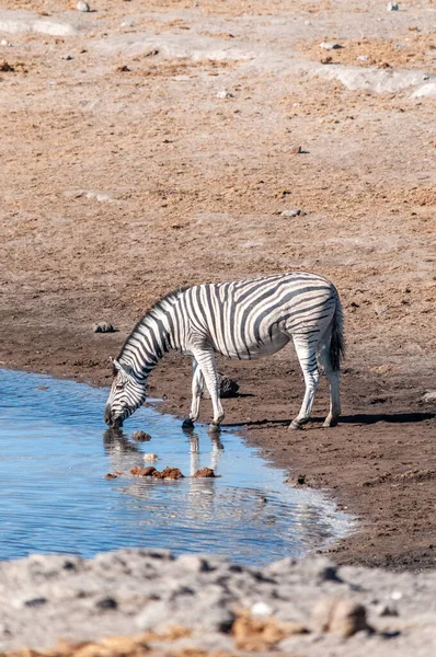 Zebras no Parque Nacional de Etosha . — Fotografia de Stock
