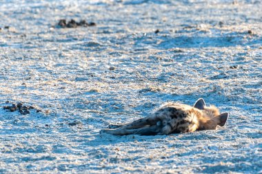 Etosha Milli Parkı 'nda Benekli Sırtlan Dinleniyor