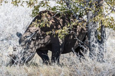 Siyah Gergedan Bir ağacın altında Tarama.
