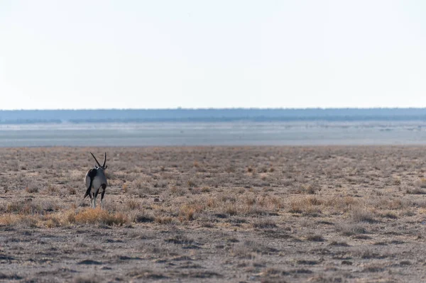 Oryx en el Parque Nacional Etosha —  Fotos de Stock