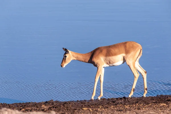 Nahaufnahme einer Impala in der Nähe eines Wasserlochs — Stockfoto