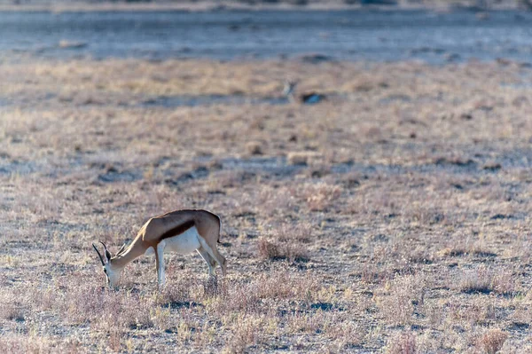 Navegação de impalas em Etosha — Fotografia de Stock